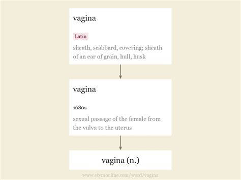 vagina in latin|vagina in Latin .